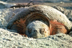Turtles-On-The-Beach