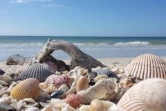 shells on beach