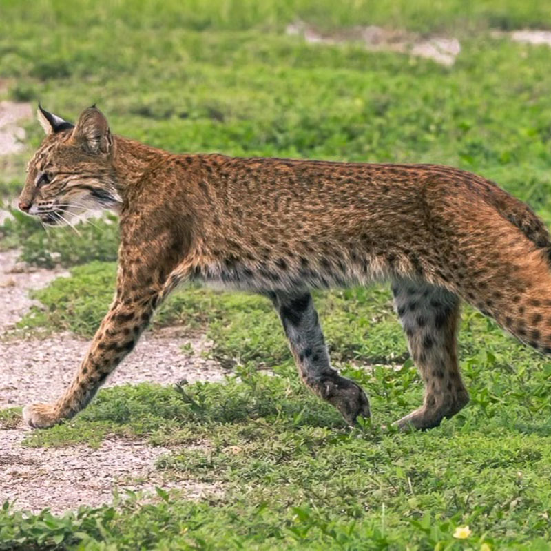 Bobcat in its natural surroundings on a private island oasis.