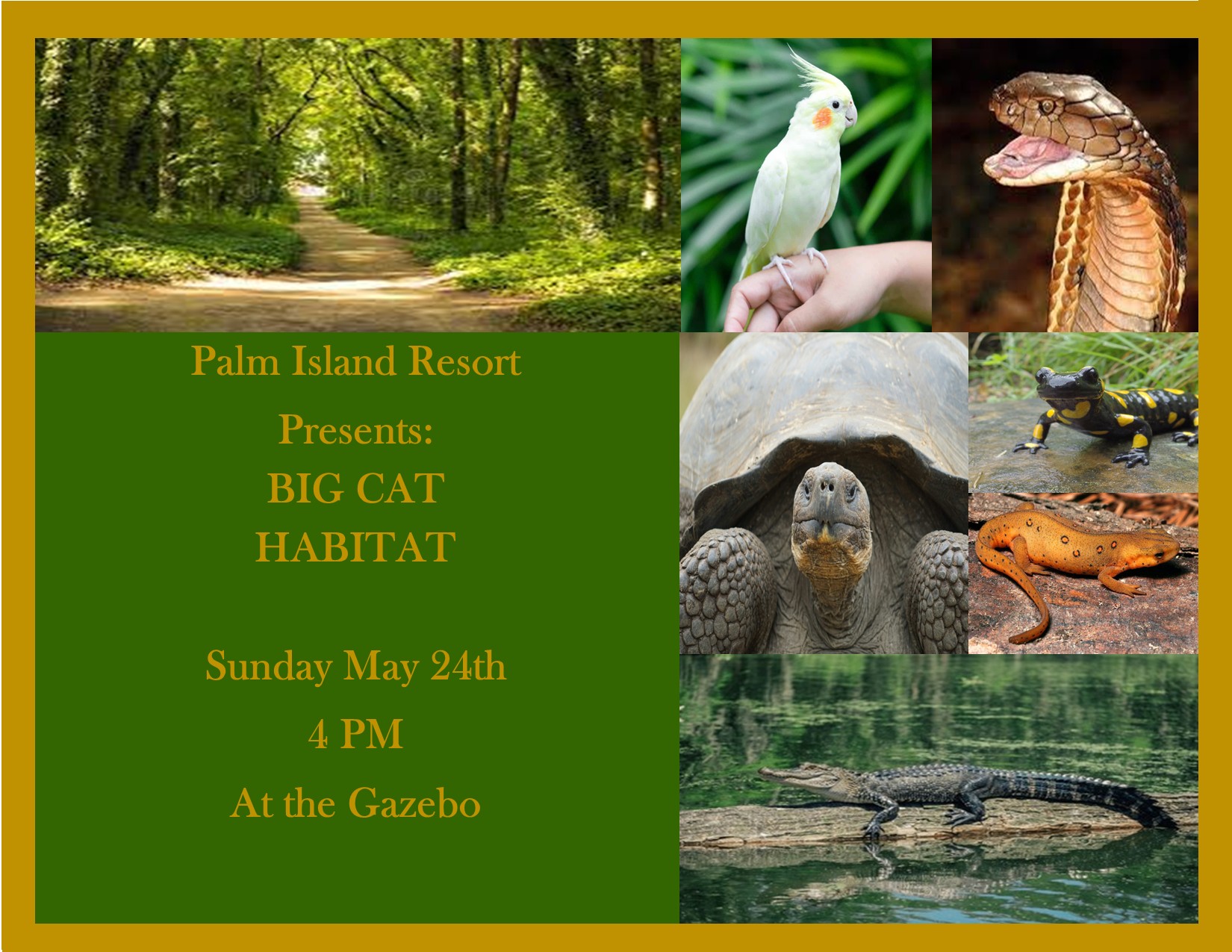 big-cat-at-palm-island-resort-may-24th