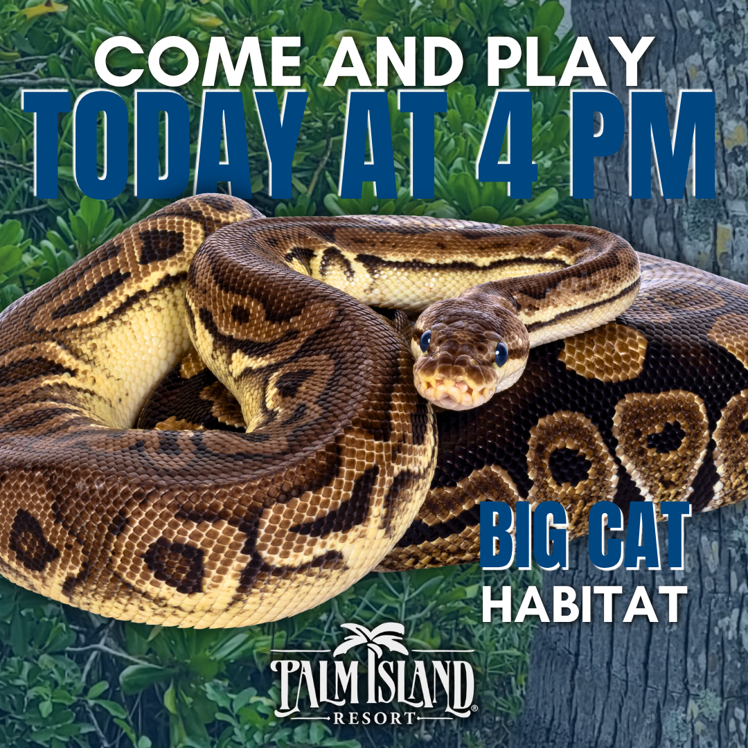 palm-island-resort-big-cat-habitat-august-9