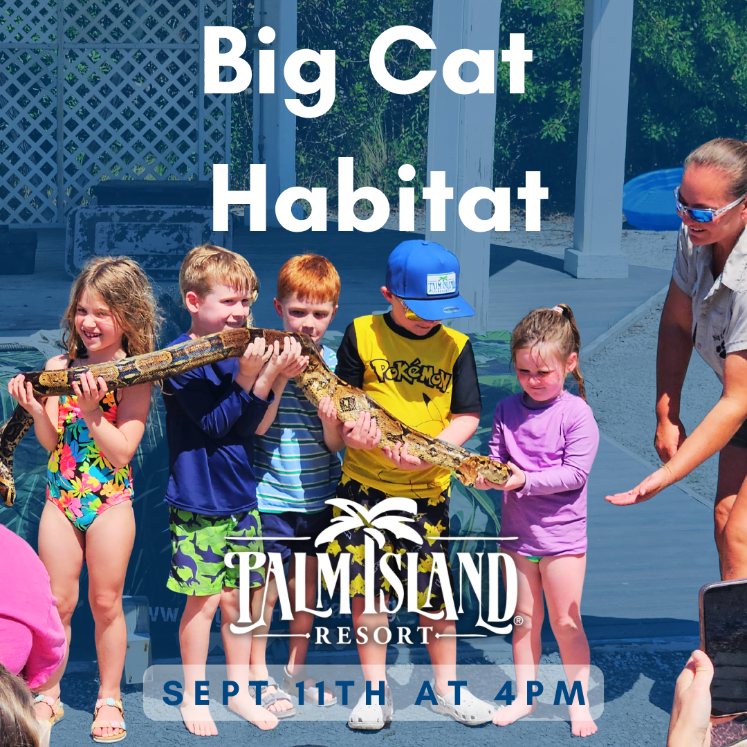 big-cat-habitat-sept-11-palm-island-resort